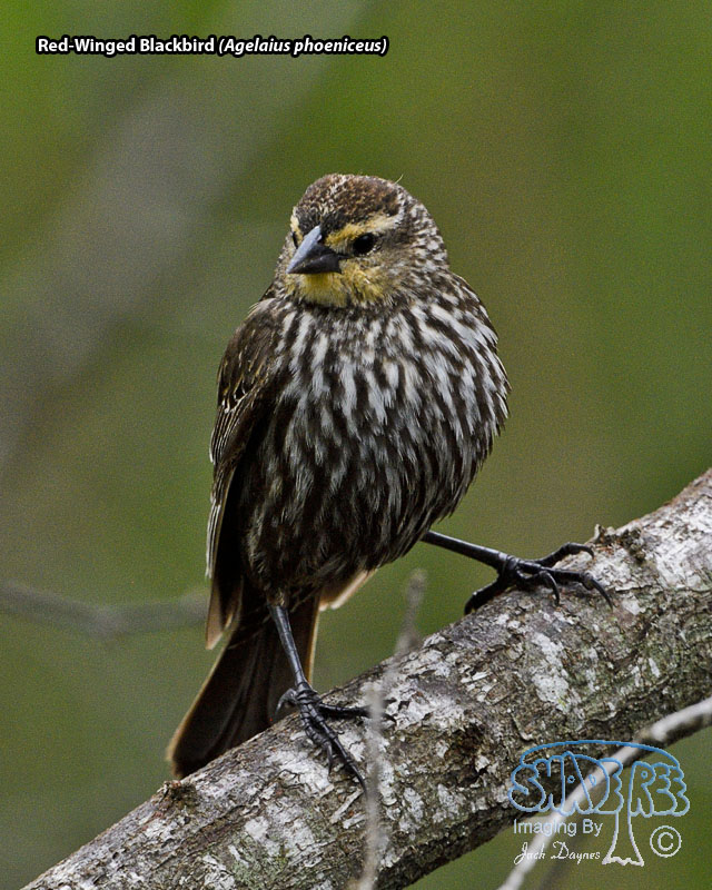 Red-Winged Blackbird - Agelaius phoeniceus