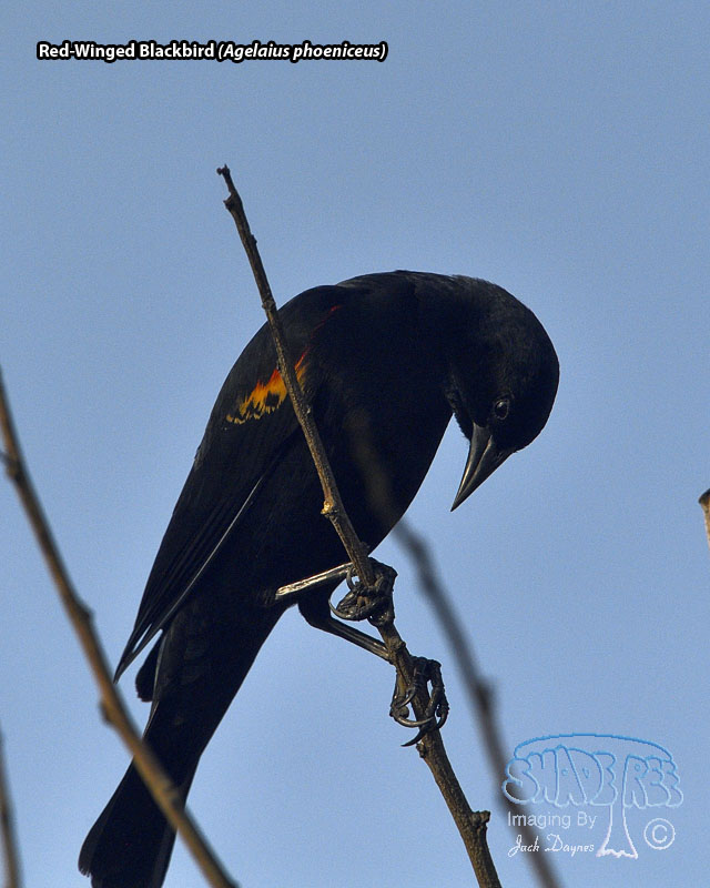 Red-Winged Blackbird - Agelaius phoeniceus
