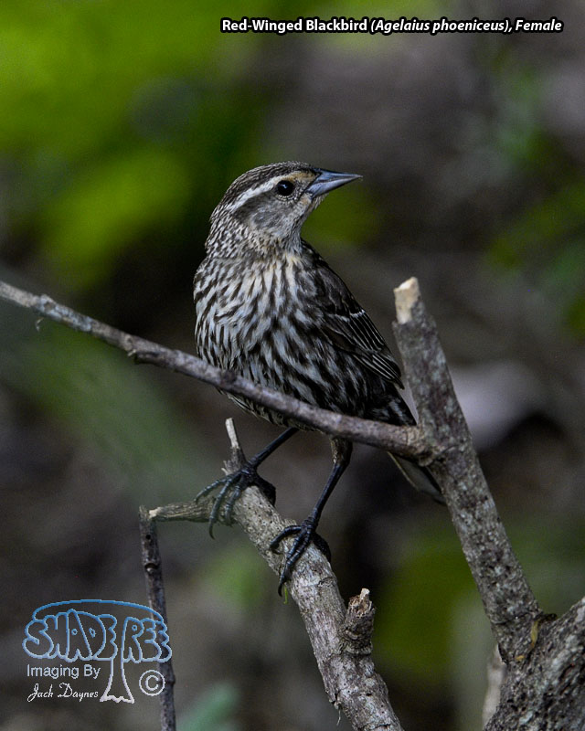 Red-Winged Blackbird - Agelaius phoeniceus