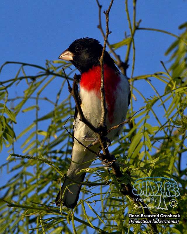 Rose-Breasted Grosbeak - Pheucticus ludovicianus
