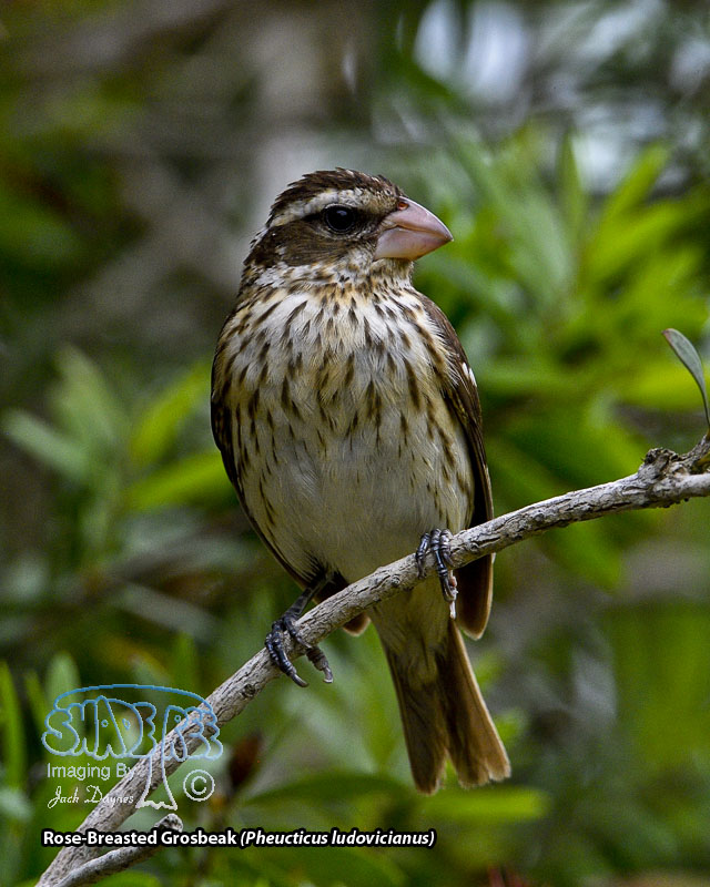 Rose-Breasted Grosbeak - Pheucticus ludovicianus