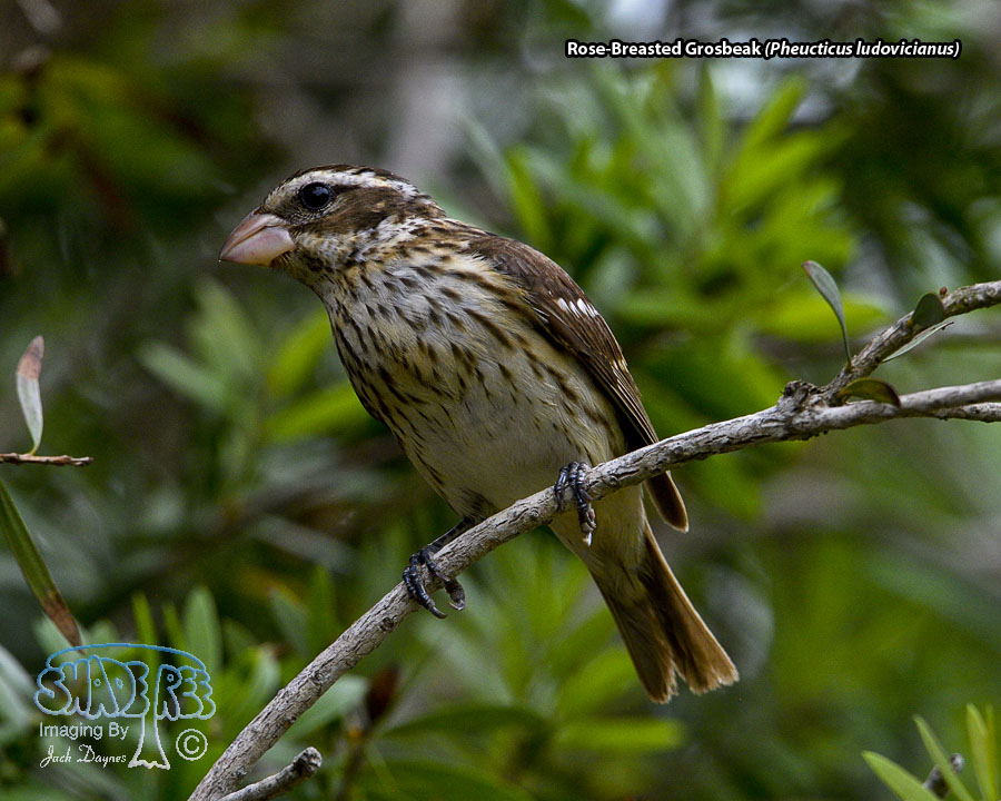 Rose-Breasted Grosbeak - Pheucticus ludovicianus