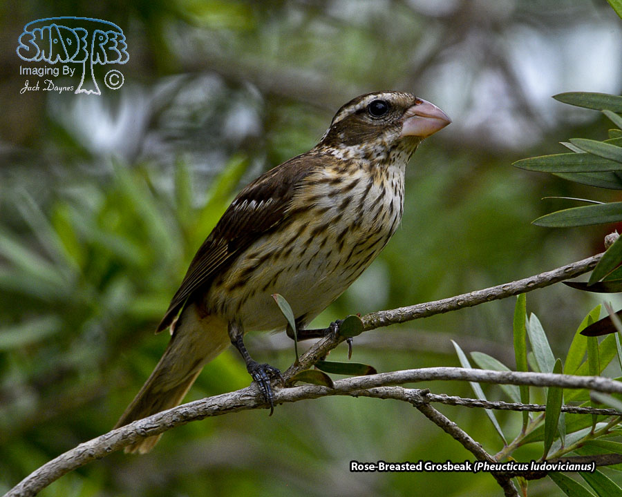 Rose-Breasted Grosbeak - Pheucticus ludovicianus