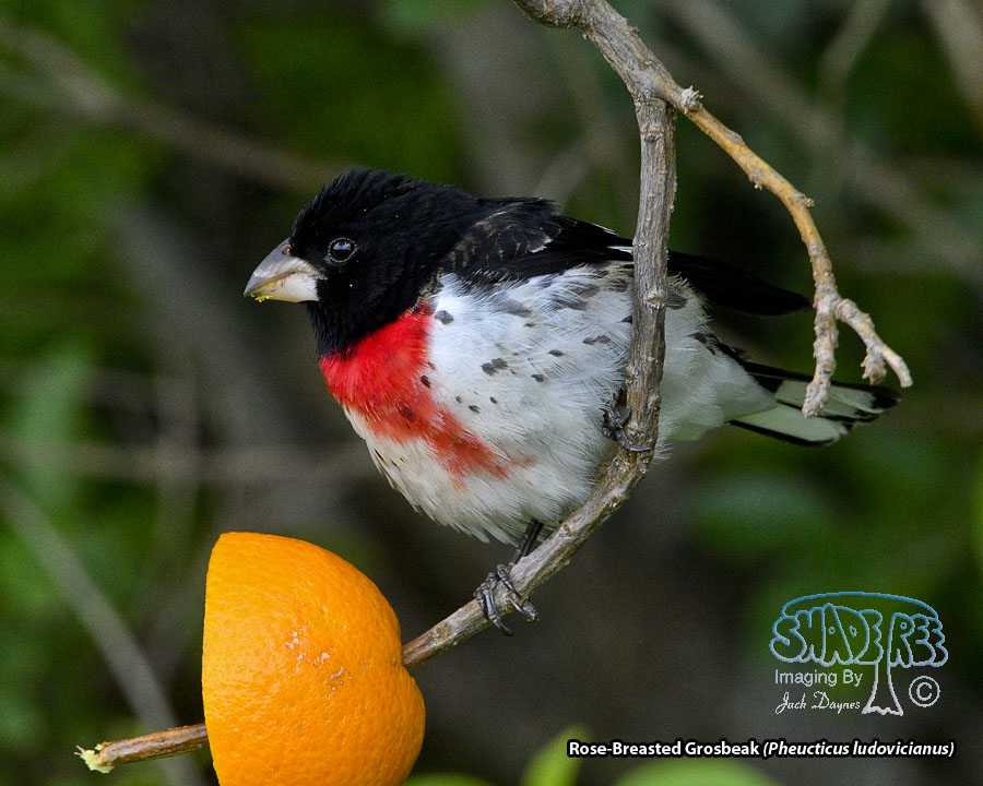 Rose-Breasted Grosbeak - Pheucticus ludovicianus