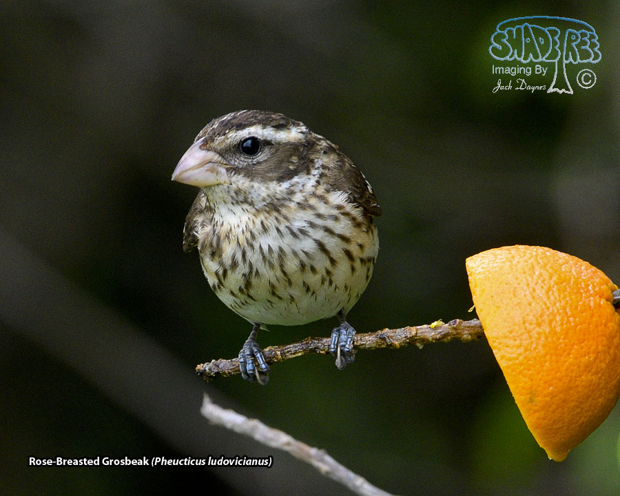 Rose-Breasted Grosbeak - Pheucticus ludovicianus