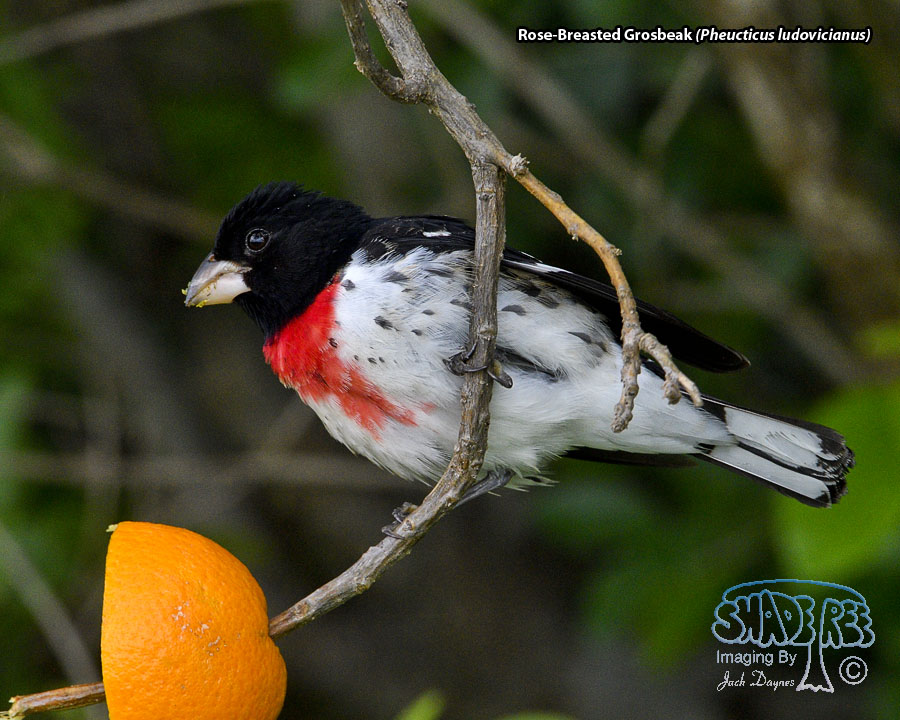 Rose-Breasted Grosbeak - Pheucticus ludovicianus