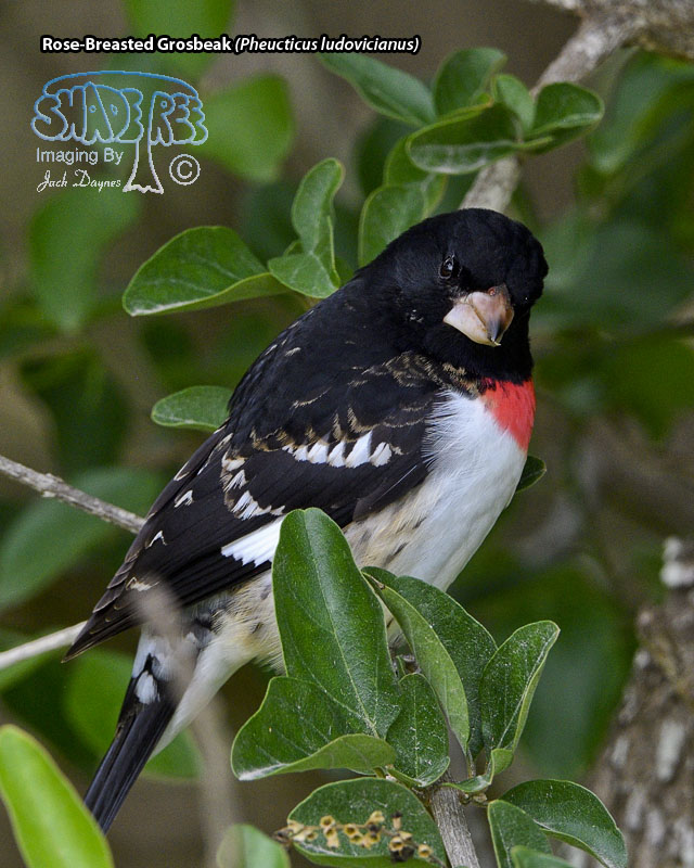 Rose-Breasted Grosbeak - Pheucticus ludovicianus