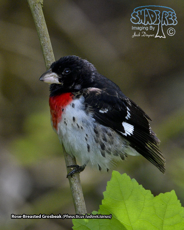 Rose-Breasted Grosbeak - Pheucticus ludovicianus