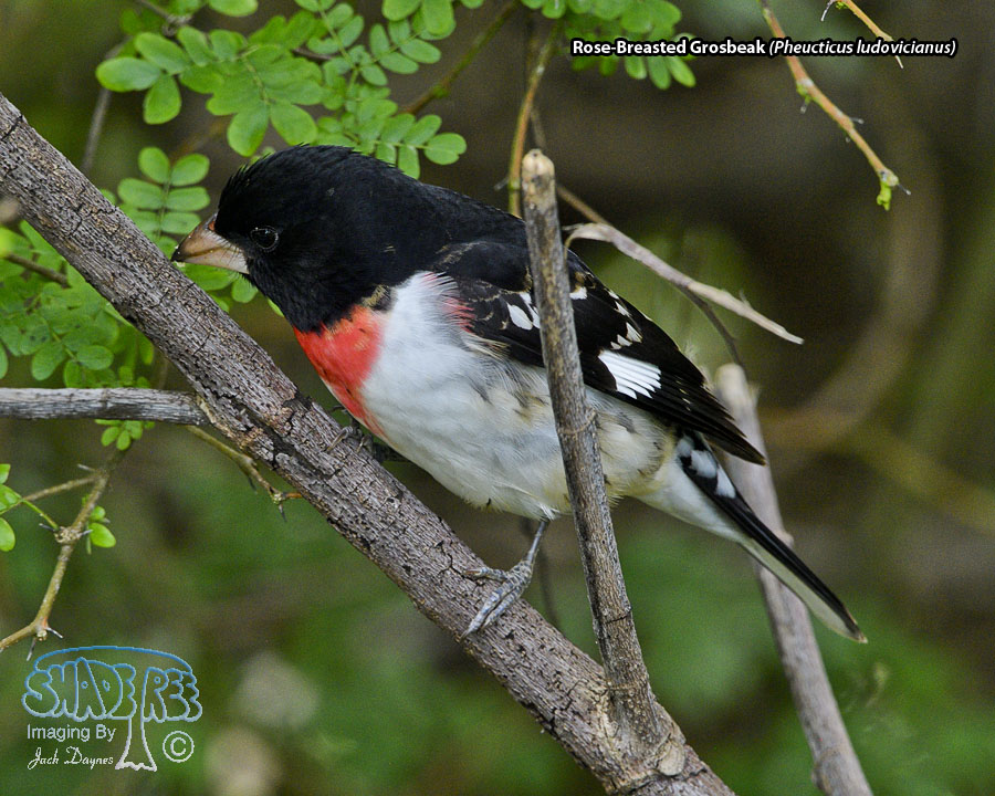 Rose-Breasted Grosbeak - Pheucticus ludovicianus