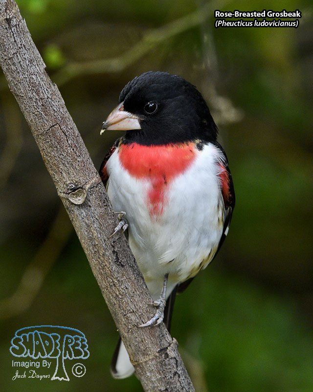 Rose-Breasted Grosbeak - Pheucticus ludovicianus