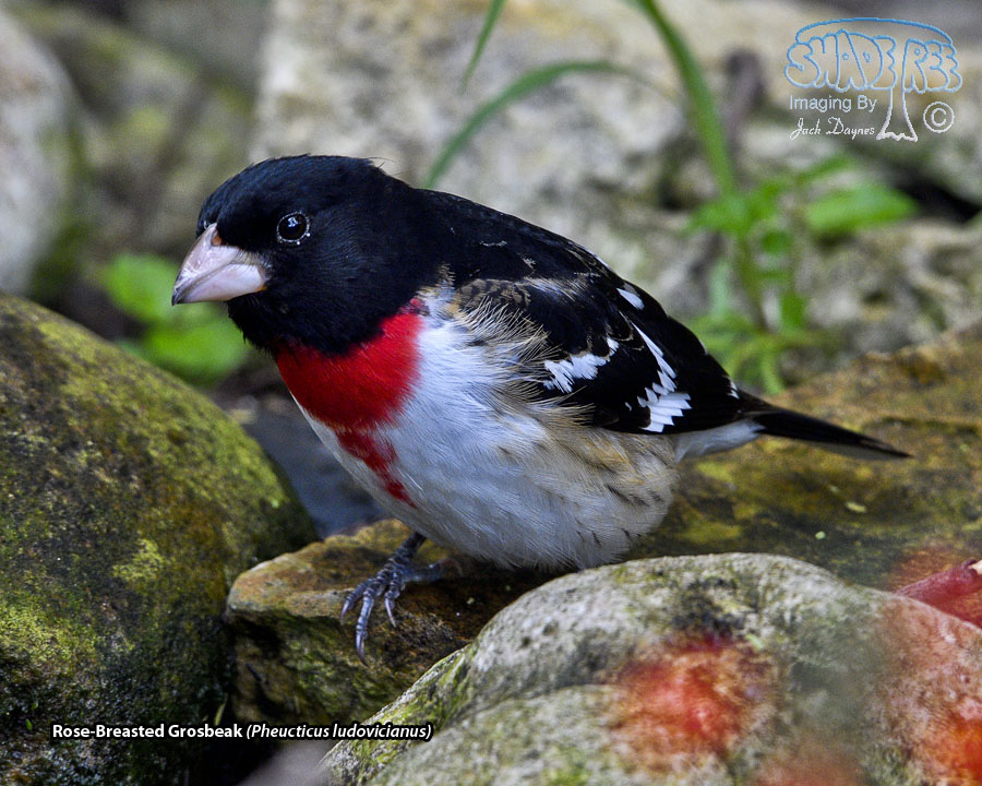 Rose-Breasted Grosbeak - Pheucticus ludovicianus