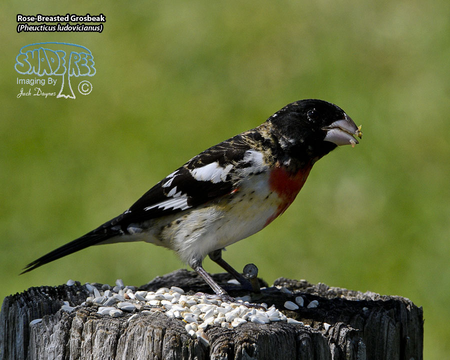 Rose-Breasted Grosbeak - Pheucticus ludovicianus