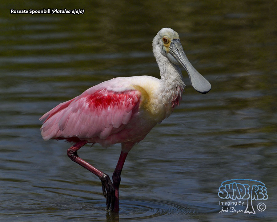 Roseate Spoonbill - Platalea ajaja