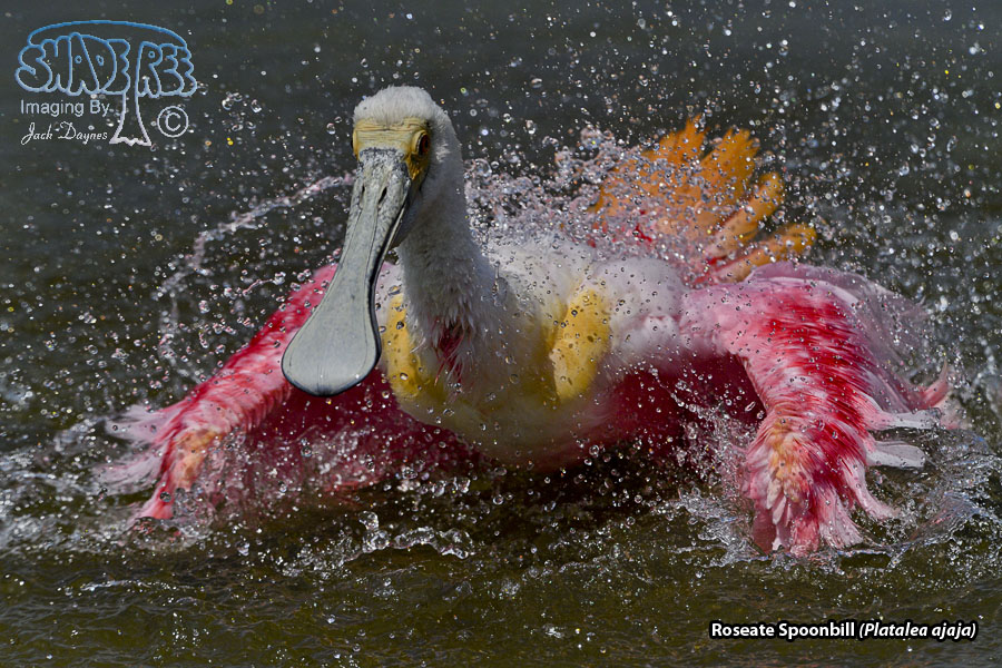Roseate Spoonbill - Platalea ajaja