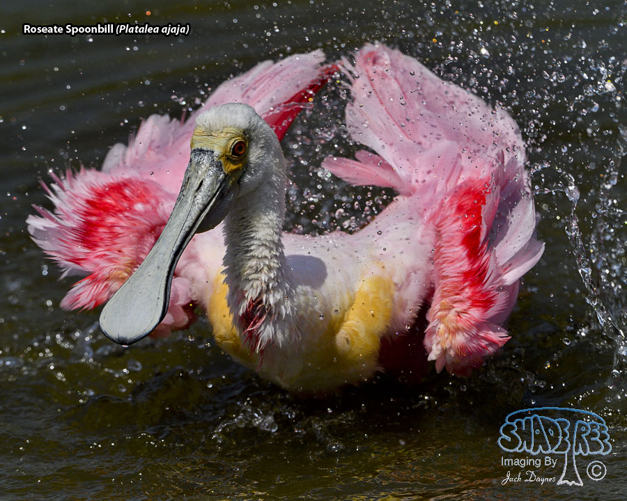Roseate Spoonbill - Platalea ajaja