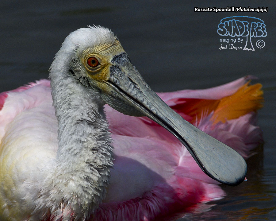 Roseate Spoonbill - Platalea ajaja