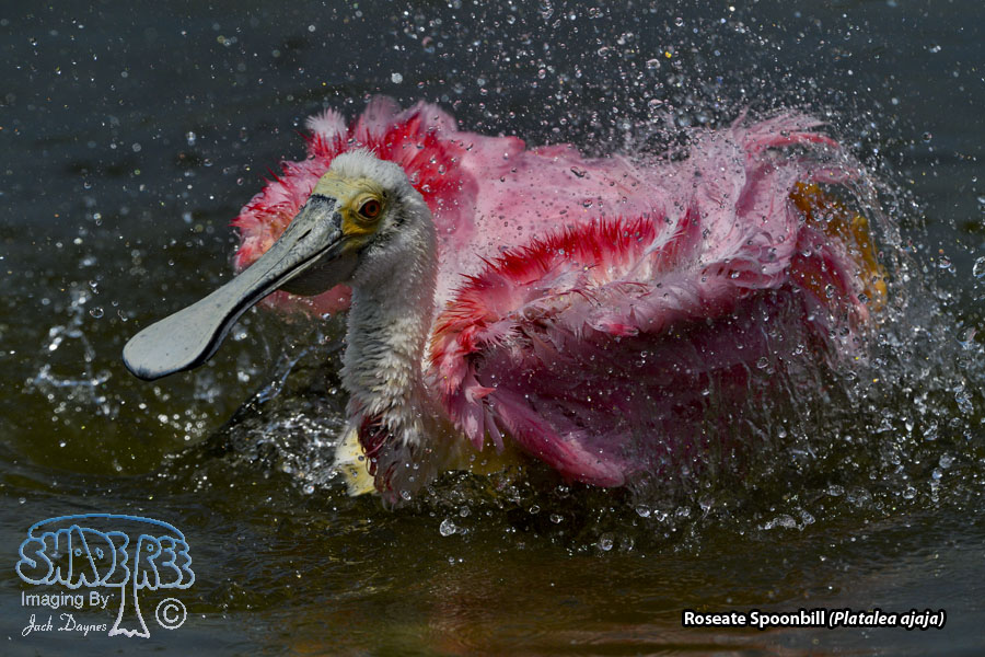 Roseate Spoonbill - Platalea ajaja