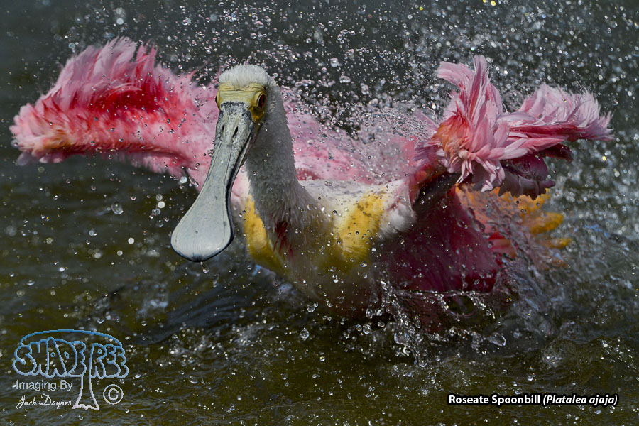 Roseate Spoonbill - Platalea ajaja