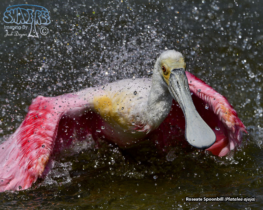 Roseate Spoonbill - Platalea ajaja