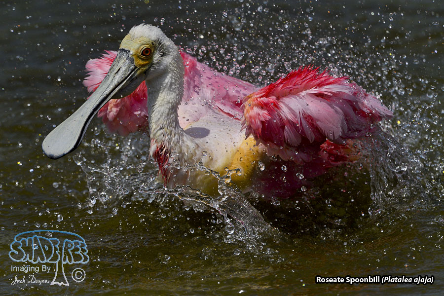 Roseate Spoonbill - Platalea ajaja