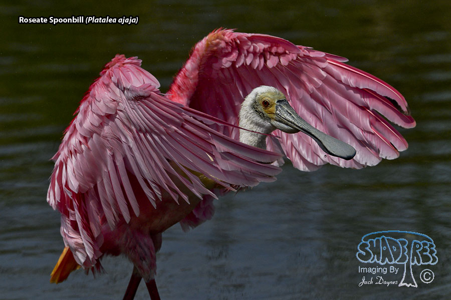 Roseate Spoonbill - Platalea ajaja