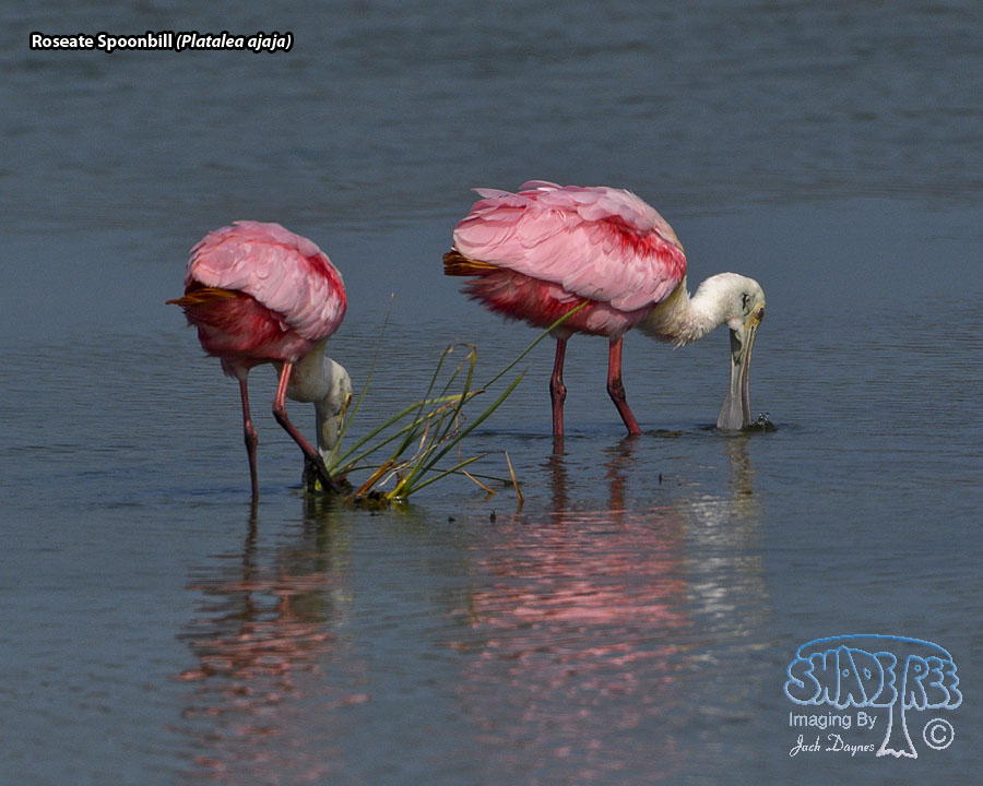 Roseate Spoonbill - Platalea ajaja