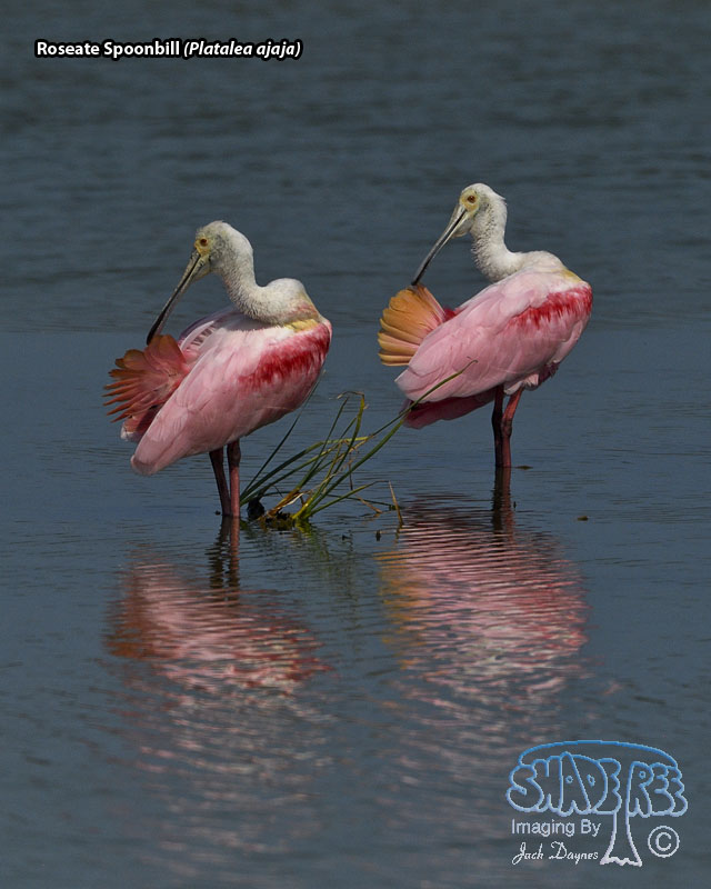 Roseate Spoonbill - Platalea ajaja