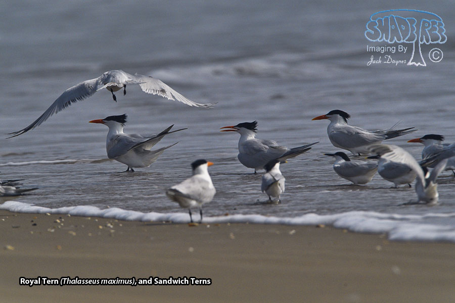 Royal Tern - Thalasseus maximus