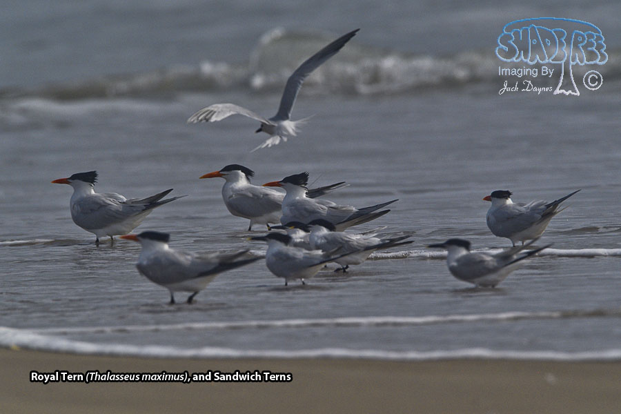 Royal Tern - Thalasseus maximus
