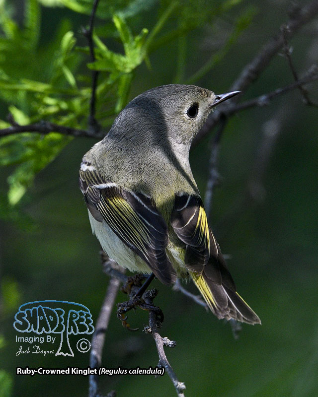 Ruby-Crowned Kinglet - Regulus calendula
