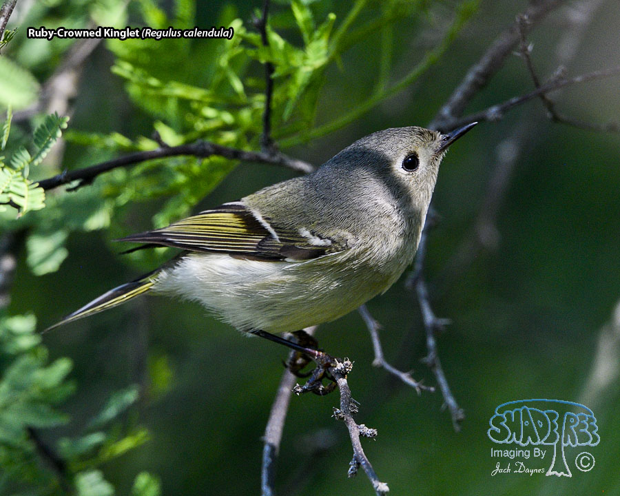 Ruby-Crowned Kinglet - Regulus calendula