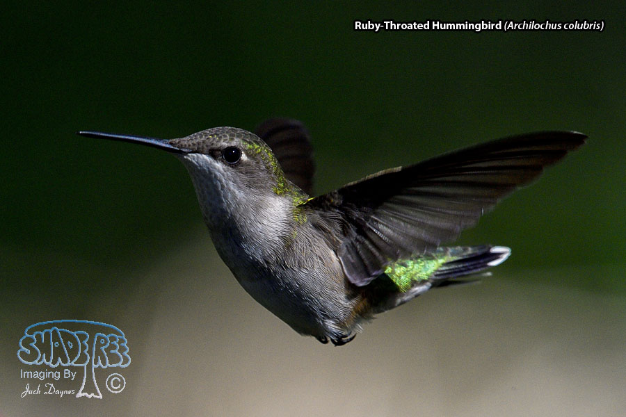 Ruby-Throated Hummingbird - Archilochus colubris