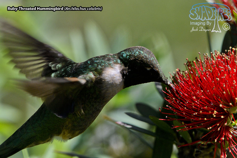 Ruby-Throated Hummingbird - Archilochus colubris
