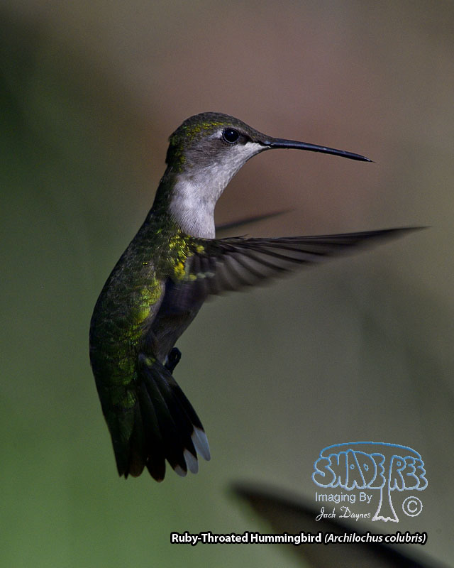 Ruby-Throated Hummingbird - Archilochus colubris