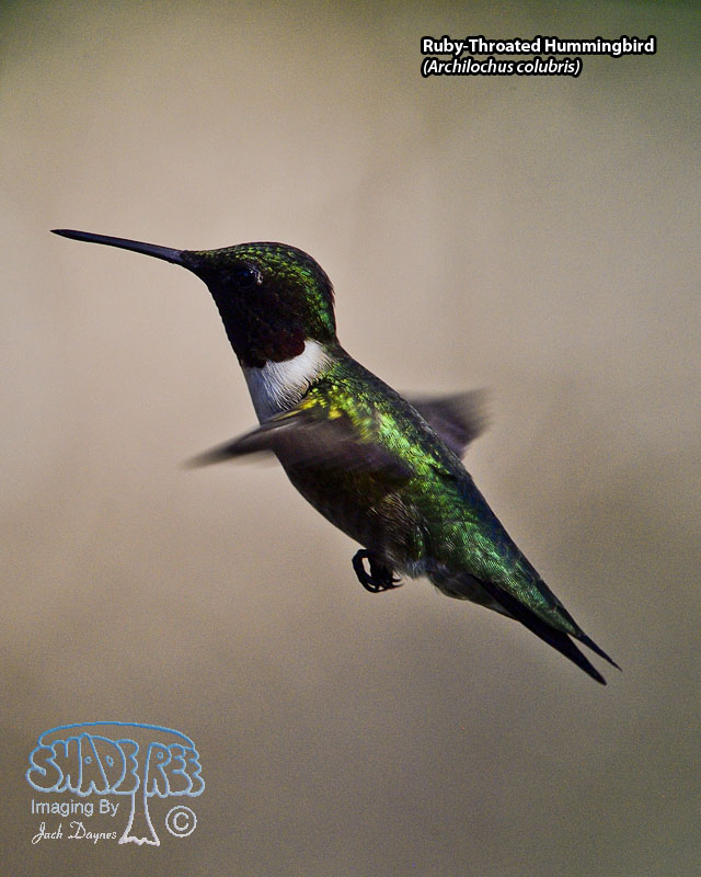 Ruby-Throated Hummingbird - Archilochus colubris