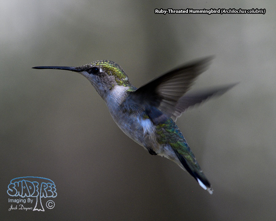 Ruby-Throated Hummingbird - Archilochus colubris