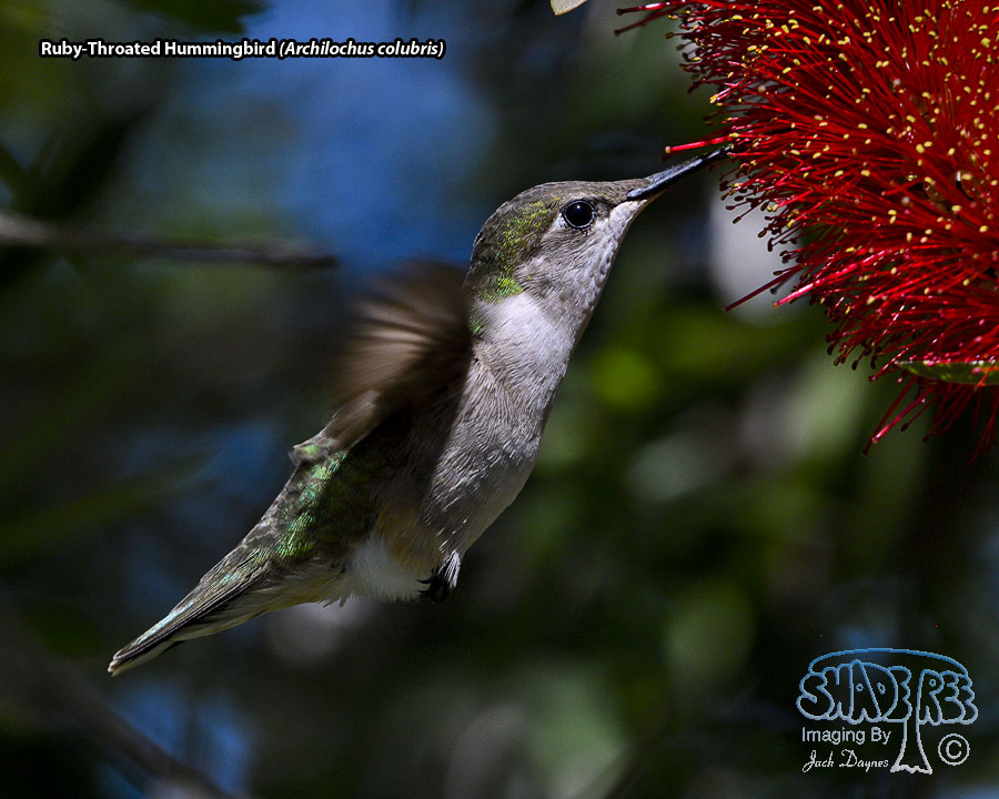 Ruby-Throated Hummingbird - Archilochus colubris