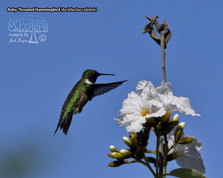 Ruby-Throated Hummingbird - Archilochus colubris