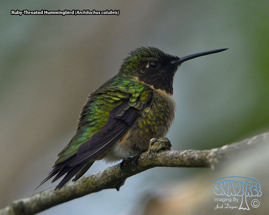 Ruby-Throated Hummingbird - Archilochus colubris