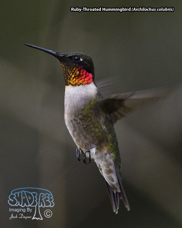 Ruby-Throated Hummingbird - Archilochus colubris