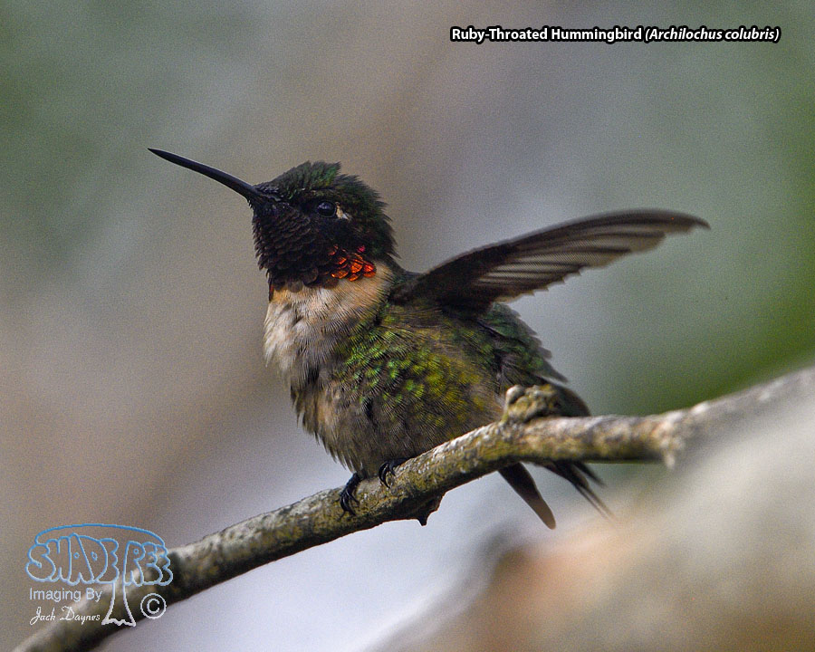 Ruby-Throated Hummingbird - Archilochus colubris