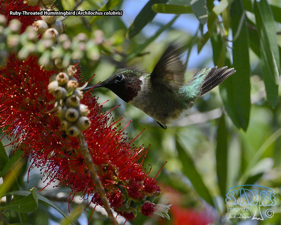Ruby-Throated Hummingbird - Archilochus colubris
