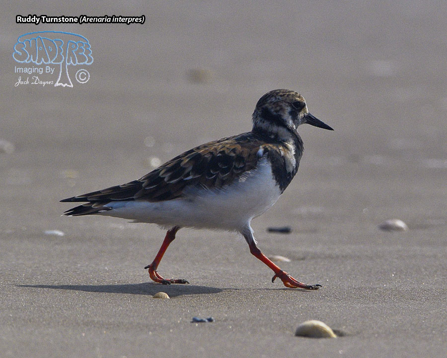 Ruddy Turnstone - Arenaria interpres