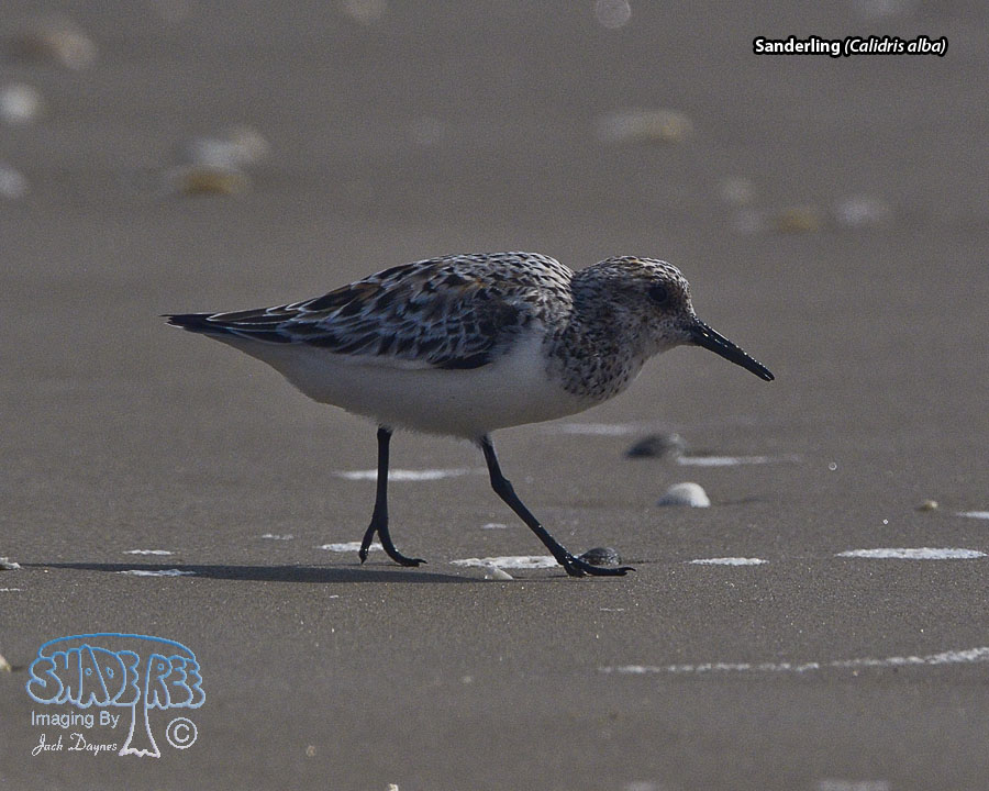 Sanderling - Calidris alba