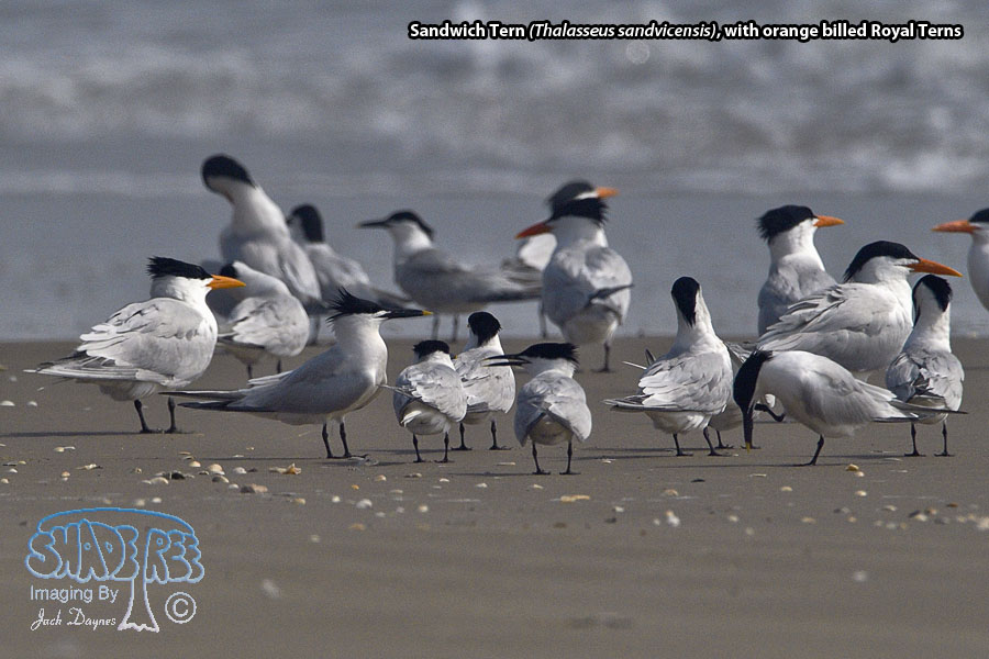 Sandwich Tern - Thalasseus sandvicensis