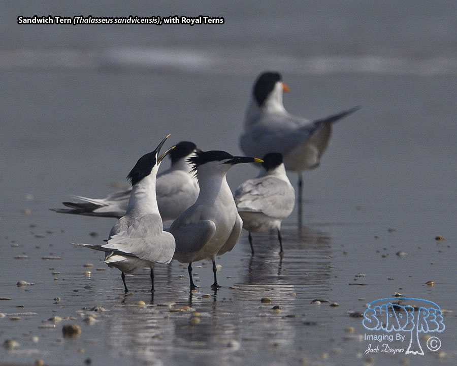 Sandwich Tern - Thalasseus sandvicensis