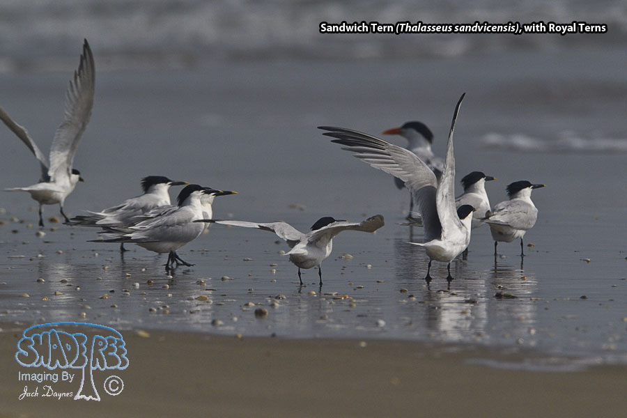 Sandwich Tern - Thalasseus sandvicensis