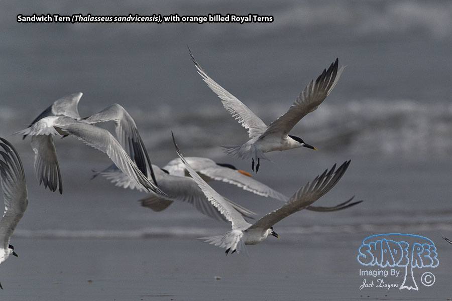 Sandwich Tern - Thalasseus sandvicensis
