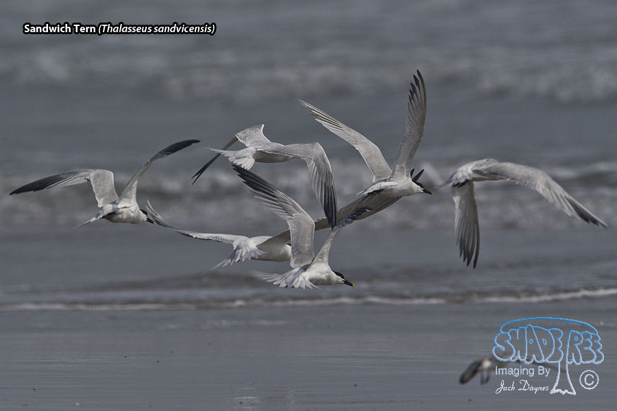 Sandwich Tern - Thalasseus sandvicensis