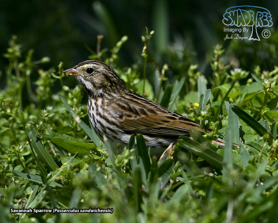Savannah Sparrow - Passerculus sandwichensis